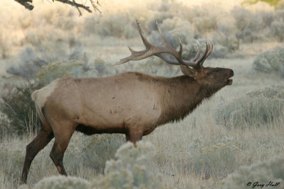 Bugling Bull Elk - Yellowstone 4.jpg