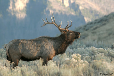 Bugling Bull Elk - Yellowstone 5.jpg