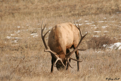 Bugling Bull Elk - Yellowstone 6.jpg