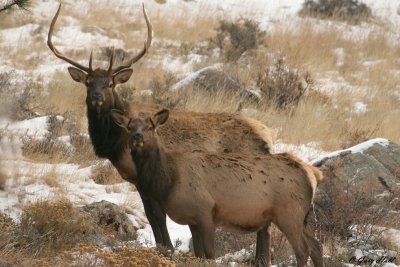Bull And Cow Elk - Rocky Mountain National Park.jpg