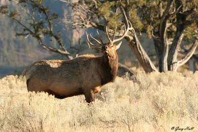 Bull Elk - Fall Colour - Yellowstone.jpg