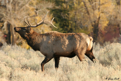 Bull Elk - Fall Colour Yellowstone 2.jpg