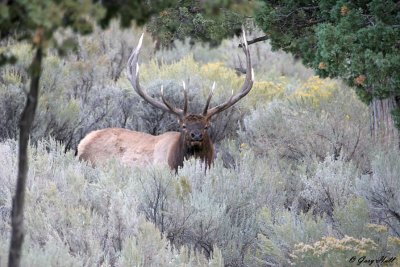 Bull Elk - Fall Colour Yellowstone 3.jpg
