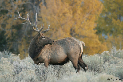 Bull Elk - Fall Colour Yellowstone 4.jpg