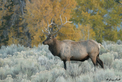 Bull Elk - Fall Colour Yellowstone 5.jpg