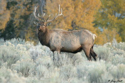 Bull Elk - Fall Colour Yellowstone 6.jpg