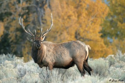 Bull Elk - Fall Colour Yellowstone 7.jpg
