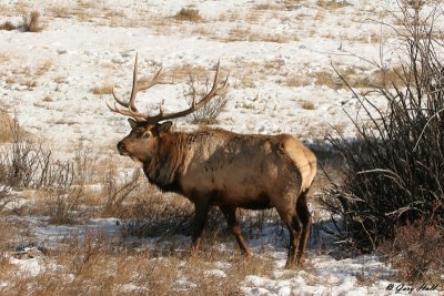 Bull Elk - Rocky Mountain National Park.jpg