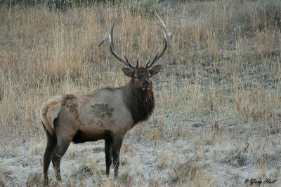Bull Elk - Yellowstone.jpg