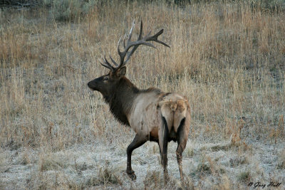 Bull Elk - Yellowstone 2.jpg