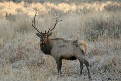 Bull Elk - Yellowstone 3.jpg