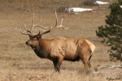 Bull Elk - Yellowstone 4.jpg