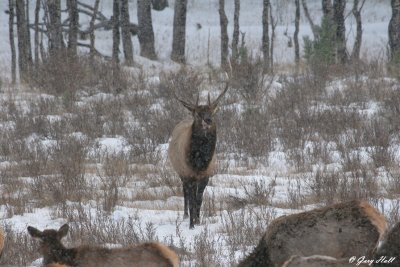 Bull Elk Approaching Harem.jpg