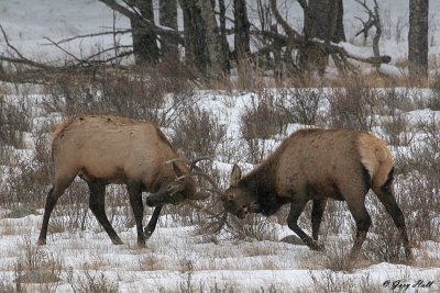 Bull Elk Duel - Rocky Mountain National Park.jpg