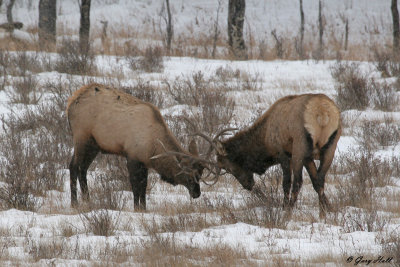 Bull Elk Duel - Rocky Mountain National Park 2.jpg