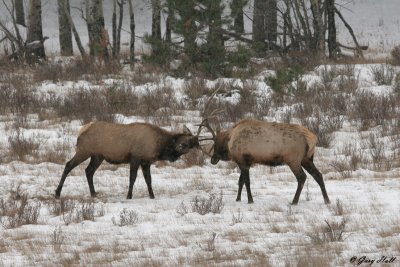 Bull Elk Duel - Rocky Mountain National Park 3.jpg