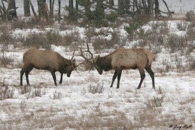 Bull Elk Duel - Rocky Mountain National Park 4.jpg