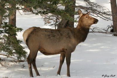 Cow Elk in Snow - Rocky Mountain National Park.jpg