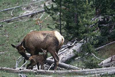 Elk Cow and Calf.jpg
