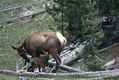 Elk Cow and Calf.jpg