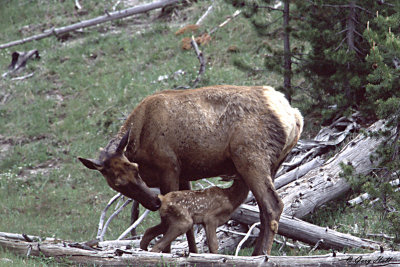Elk Cow and Nursing Calf.jpg