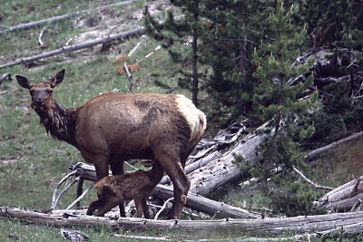 Elk Cow and Nursing Calf 2.jpg