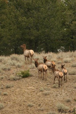 Elk Cows.jpg