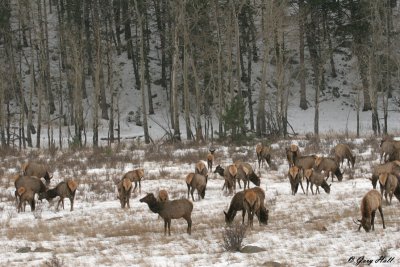 Elk Herd - Rocky Mountain National Park.jpg