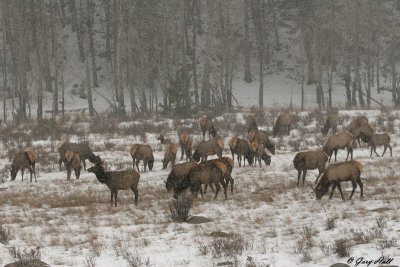 Elk Herd - Snowstorm - Rocky Mountain National Park.jpg