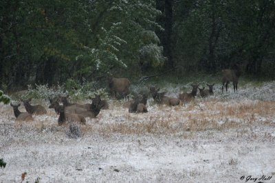Elk Herd - Snowstorm - Waterton Lakes.jpg
