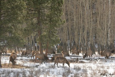 Elk Herd in Snow - Rocky Mountain National Park.jpg
