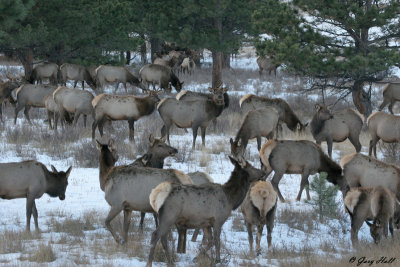 Elk Herd in Snow - Rocky Mountain National Park 2.jpg