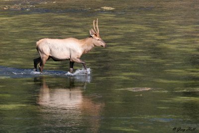 Young Elk in Yellowstone River.jpg