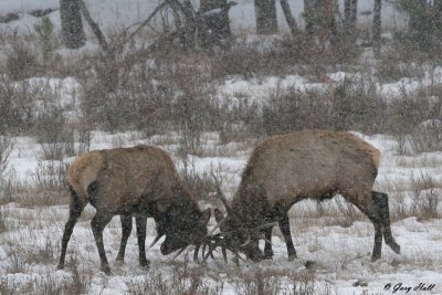 elk