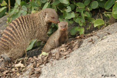 Banded Mongoose - Serengeti N.P. Tanzania.jpg