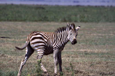 Burchells Zebra - Lake Ndutu Tanzania.jpg