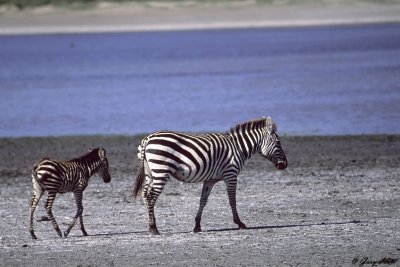 Burchells Zebra - Lake Ndutu Tanzania 2.jpg