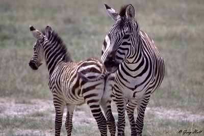 Burchells Zebra - Lake Ndutu Tanzania 3.jpg