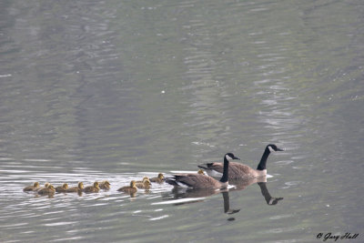 Canada Geese - Port Dover Ont.jpg