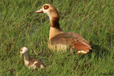 Egyptian Goose Lake Nakuru N.P. Kenya.jpg