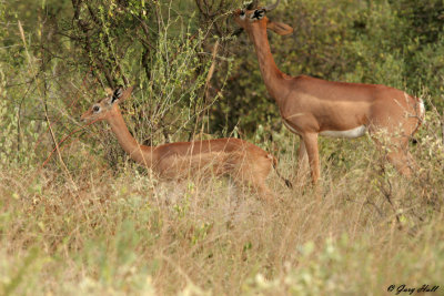 Gerenuk - Samburu Nature Reserve Kenya.jpg