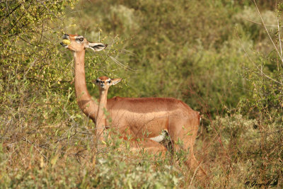 Gerenuk - Samburu Nature Reserve Kenya 2.jpg