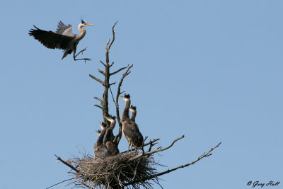 Graet Blue Heron - Albion Hills C.A. - Caledon.jpg