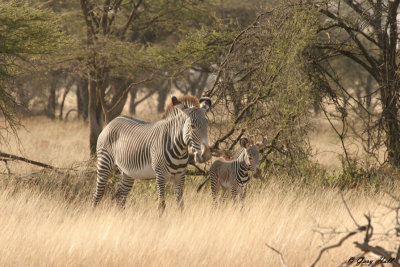Grevys Zebra - Samburu Nature Reserve Kenya.jpg