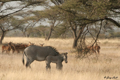 Grevys Zebra - Samburu Nature Reserve Kenya 2.jpg