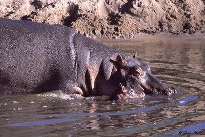 Hippo - Serengeti N.P. Tanzania.jpg
