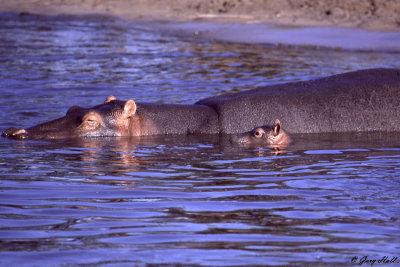Hippo - Serengeti N.P. Tanzania 2.jpg