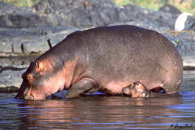 Hippo - Serengeti N.P. Tanzania 3.jpg