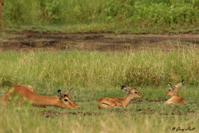 Impala - Lake Manyara N.P. Tanzania.jpg