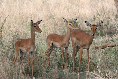 Impala - Tarangire N.P. Tanzania.jpg